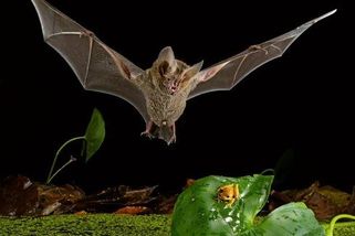 Netopýři jako lvi: Loví ptáky za letu a jsou úspěšnější než šelmy