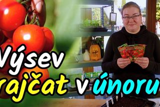 Výsev rajčat v únoru vás může mrzet, pokud nesplníte tyto 3 věci | Šikulio Zahrada