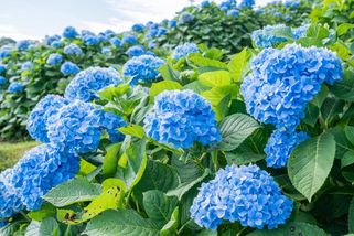 iReceptář | Použití borovicového jehličí na jaře přispívá k bohatému kvetení hortenzií v sytých barvách