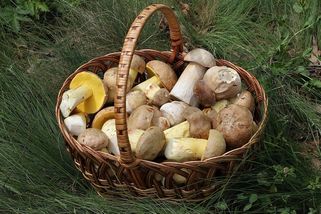 Kvíz: Poznáte jedlé houby podle fotky? Otestujte své houbařské znalosti!