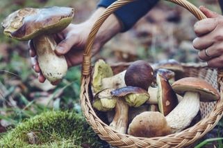 Kvíz: Poznávačka nejznámějších hub z českých luhů a hájů. Tyto by měl poznat i houbař začátečník