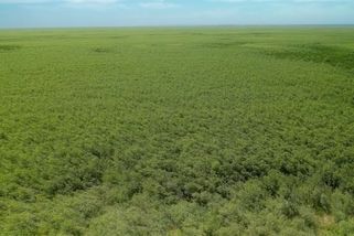 Vědci čekali v místech zničené Kachovky poušť, příroda je překvapila - Seznam Zprávy