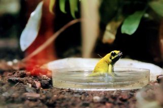 krajskelisty.cz/praha/31639-kejkle-s-petriho-miskou-a-statnim-rozpoctem-komentar-stepana-chaba.htm