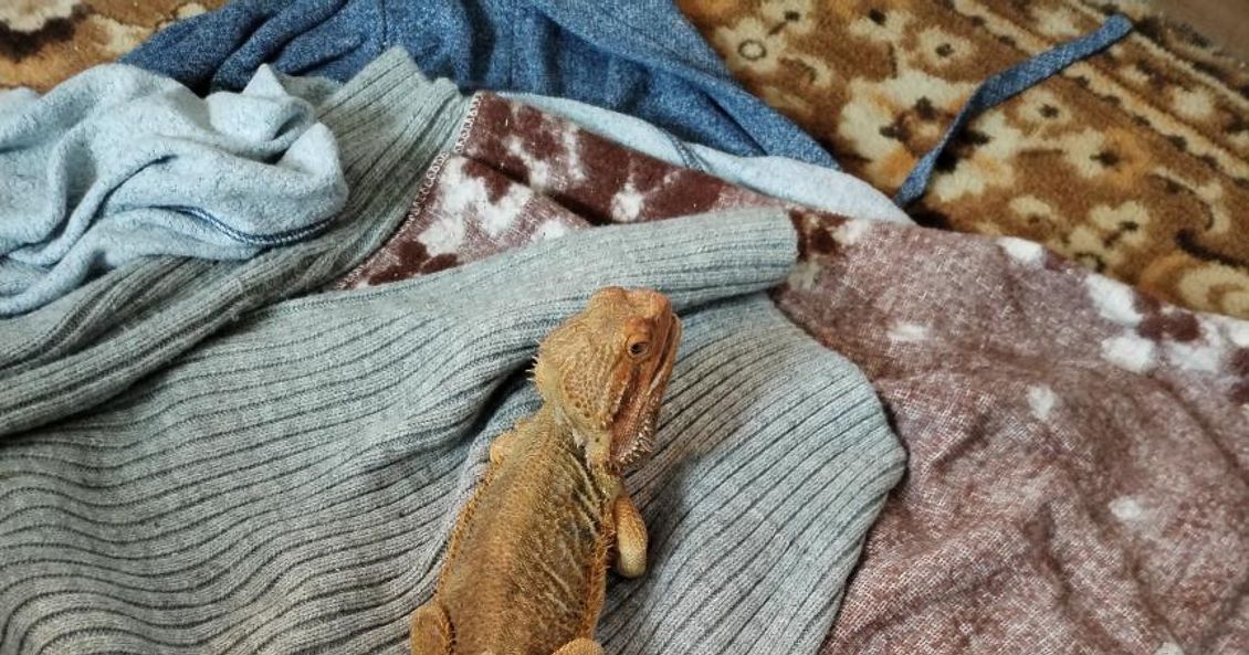 Blog N: Náš Agi 30. března 2026