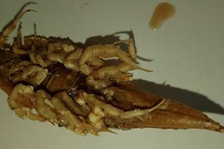 Hrůzný nález v konzervě se šproty. Jiří na dně objevil jiné zvíře