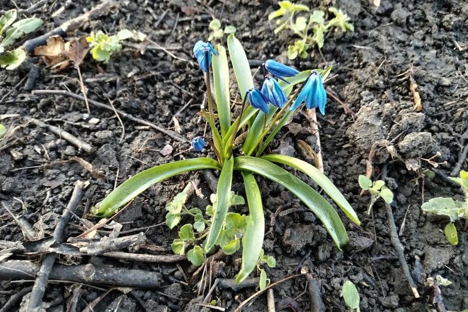 Ladoňka sibiřská - Václav Kovalčík - (blog.sme.sk)