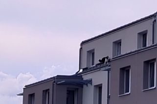 V Holicích chodila po střeše border kolie - Novinky