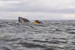 Keporkak schlamstl kajakáře, ale hned jej zase vyplivl - Novinky