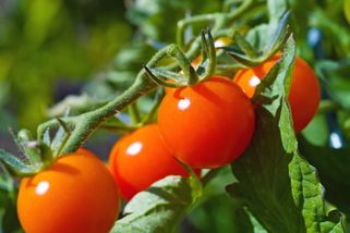 Co dát do jamek při sázení rajčat, aby byla úroda silná a bohatá i v horším roce