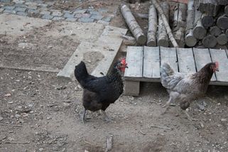 Čmelíci u slepic: Jak se jich účinně zbavit a ochránit zdraví svého chovu