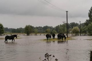 Zvířata se brodí po kolena ve vodě. Voda spláchla rezervaci divokých koní a praturů na Třeboňsku - Novinky