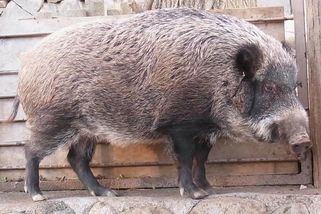 V jaderné zóně ve Fukušimě vzniká nový druh. Kříženci