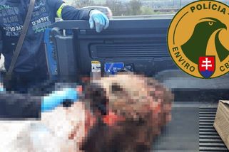 Na Slovensku zadrželi tři Čechy, převáželi ulovenou, naporcovanou medvědici - Novinky