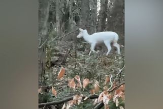 Bílá daněla na Frýdecko-Místecku. Neobvyklé zvíře budí úžas a připomíná pověry - Novinky