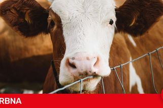 Pracovníci na Třebíčsku měli týrat dobytek. Krávy a telata bili a píchali vidlemi