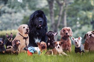 KVÍZ - Jak dobře znáte vzácná psí plemena? Otestujte své znalosti! - Proženy.cz