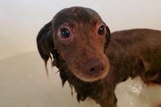 Vzali jsme si bázlivého psa z útulku. Po dvou letech a jedné osudné chybě jsme ho ztratili v lese - Médium.cz