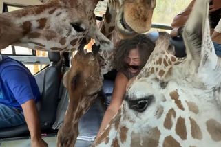 Hladové žirafy na safari nacpaly hlavy až do autobusu. Turisté řvali - Novinky