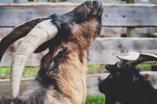 Zmutovaná koza se narodila s lidskou tváří - Techsvět