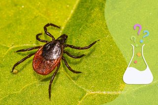 K čemu jsou na světě klíšťata a co by se stalo, kdyby tu nebyla? - Médium.cz