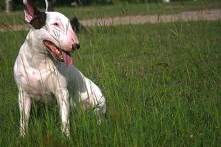 Sebevědomý pejskař se chvástal, že má mírumilovné plemeno. O hodinu později se nestačil divit - Médium.cz