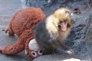 Makak s plyšákem si našel místo, tlupa opuštěné mládě už přijala