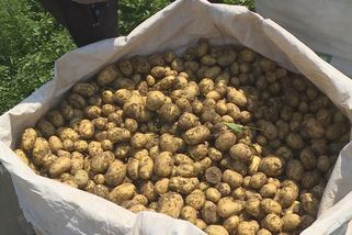 Rané brambory zdražily. Kvůli chladnému a deštivému jaru jich bude i méně
