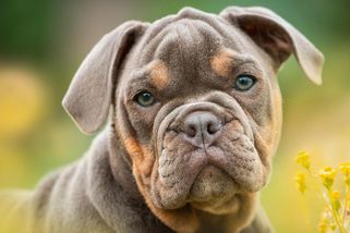 Právo vlastnit psa by nemělo být automatické. Zaveďme povolenky - Médium.cz