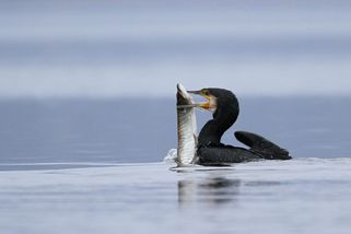 Video, které rybáře zvedá ze židle: nenasytní kormoráni ničí evropské řeky