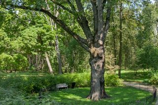 Ruský dub se Evropským stromem roku nestane. Z prestižní ankety ho vyřadila invaze na Ukrajinu