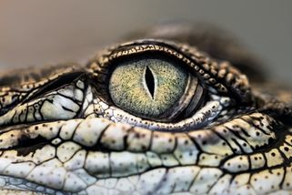 Mužská věc 120: Dětská hra na zabíjení