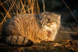 Ostravská zoo už má dvě vzácné kočky, které štěkají jako pes. Doufá v mláďata - Novinky