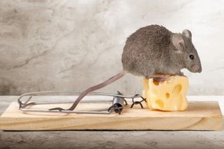 Myši v domě: Proč pasti se sýrem nestačí? Víme, co funguje lépe