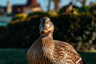 Nové ohnisko ptačí chřipky na Třebíčsku připraví o život desetitisíce kachen - Novinky