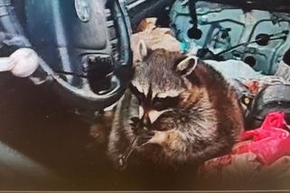 Policisté zadrželi dealerku, v autě měla mývala s dýmkou na pervitin v tlamě - Novinky