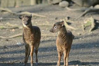 Děčínská zoo slaví vzácná dvojčata ohrožených sambarů