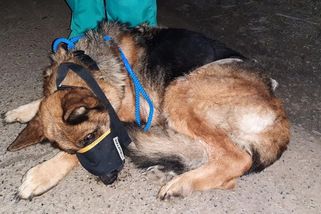 Policie našla majitele utýrané fenky z Vyškovska. Zabavila jim další dva zubožené psy - Novinky