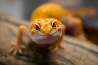 Utekla vám ještěrka? Poradíme vám, jak ji odchytit - NeposlušnéTlapky