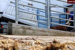 Spolek tajně natočil zaměstnance jatek při krutém trýznění zvířat - Seznam Zprávy