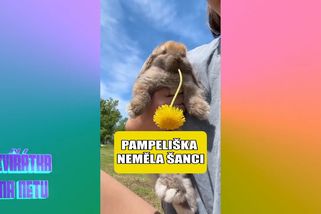 Dal kočce do tlapek zbraň. Ta se to rozhodla ukončit | Zvířátka na netu