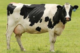 V Trutnově uteklo stádo krav, nehody se hromadí - Novinky