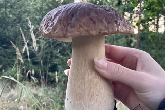 Nevychovaní houbaři v Česku: Drancování lesa, vyhazování odpadků i zakázané projížďky autem - Médium.cz