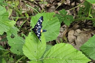 Běloskvrnáč je krasavec popírající zákony aerodynamiky - Médium.cz