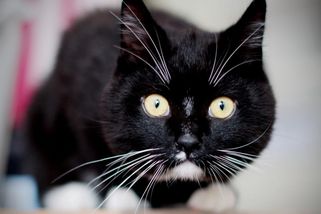 Utýrání kočky v Litoměřicích není mladíkův první průšvih. Stydím se za něj, říká matka