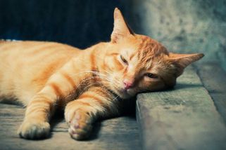 Kocour po anestezii prchl od veterináře. Po týdnu se bez úhony vrátil domů - Novinky