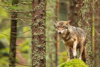 Chutnají mu bobři a troufne si i na losa Emila. Jak vlk mění českou krajinu - Seznam Zprávy