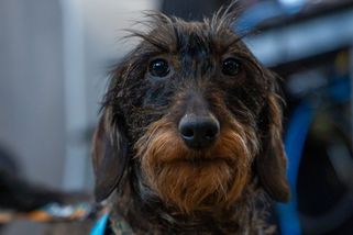 Nová pomocnice policistů: jezevčice Berta pomáhá při výsleších