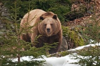 Medvěd rozsápal 26letého běžce na lesní stezce. Šelmu je třeba utratit, souhlasí ekologové