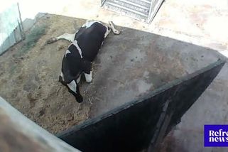 Další případ týrání zvířat. Bití a bodání musí snášet krávy pod mlékárnou Olma