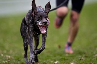 FOTO: Místo koňů vyběhli psi. Pardubické závodiště hostí mistrovství světa v psích závodech. - Novinky